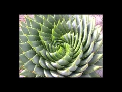 The Golden Ratio -- Very Proof of Intelligent Design