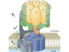 Astonishing Molecular Machines