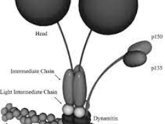 A Day in the Life of a Motor Protein